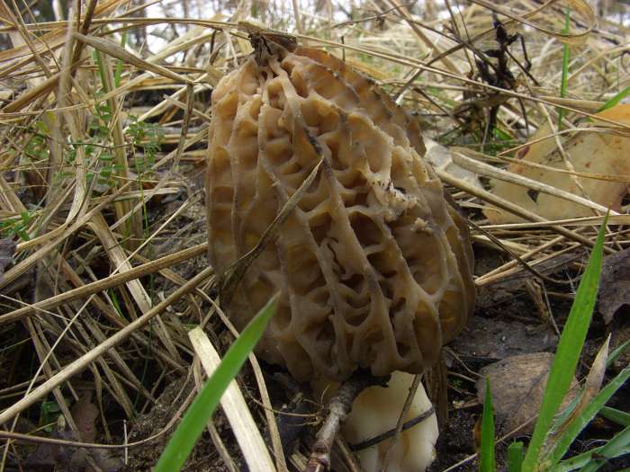  Image name: Morchella_rotunda12.jpg 
 width: 700 pixel 
 height: 525 pixel 
 Size: 103881 bytes 
 Click to enlarge 